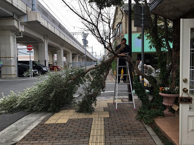 春がきたぞ！～庭木の剪定考察～