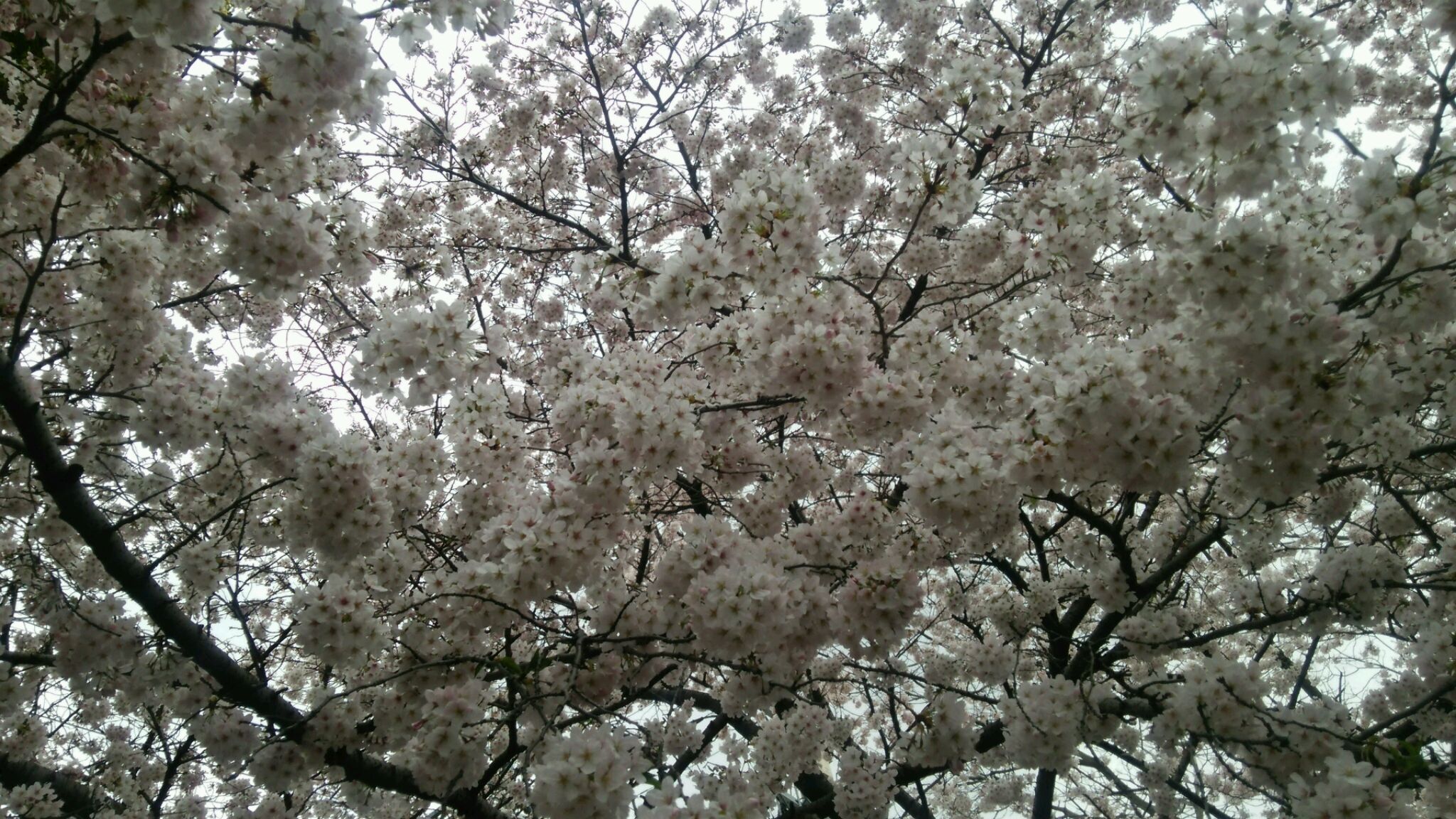 ❀お花見❀　in服部緑地公園♪