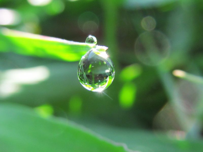 野草