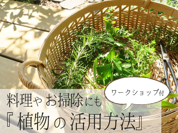 小さなスペースでもできる『植物の活用方法』